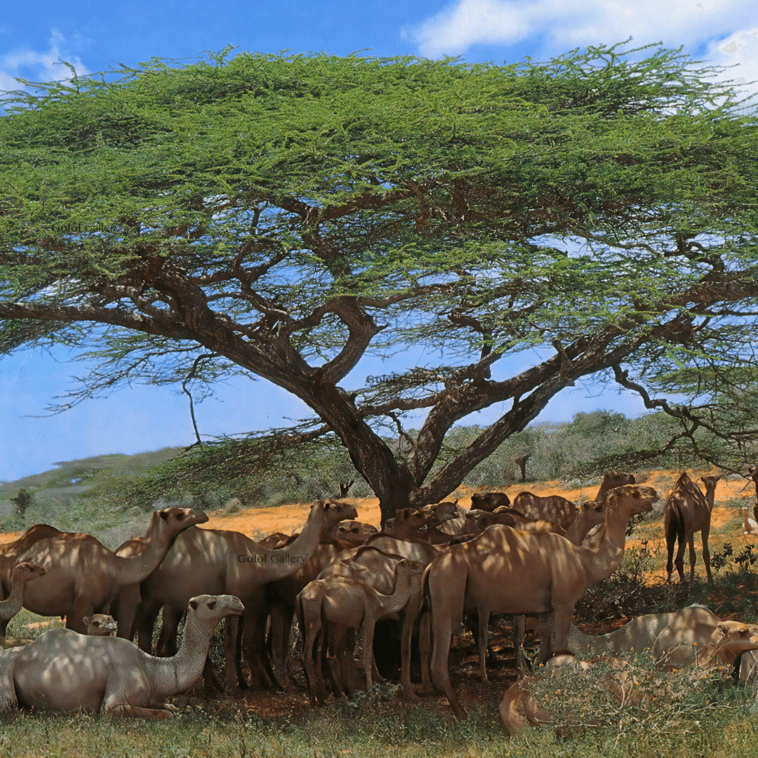 Somalia's Camels 1980 - Ali Said Hassan